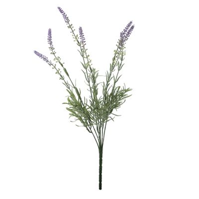 Essential Lavender Bush 