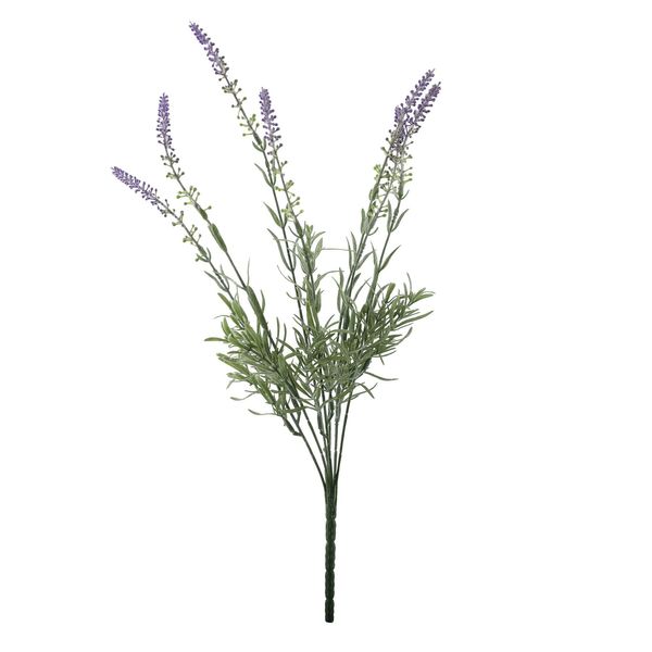 Essential Lavender Bush 