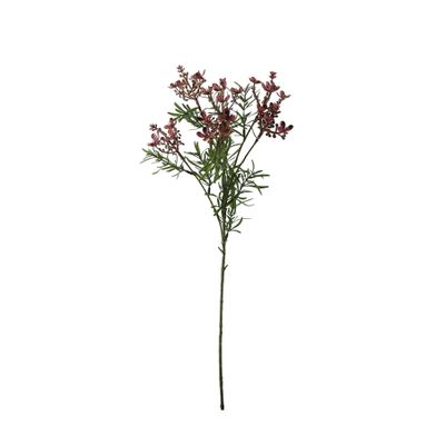 Essential Broom Bloom - Lavender