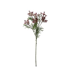 Essential Broom Bloom - Lavender