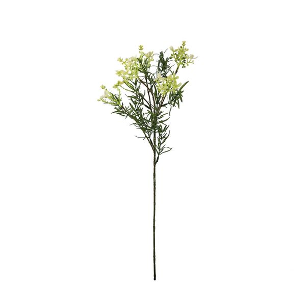 Essential Broom Bloom - White