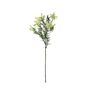 Essential Broom Bloom - White