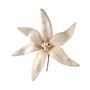 Cosy Furry Poinsettia - Cream - 30cm