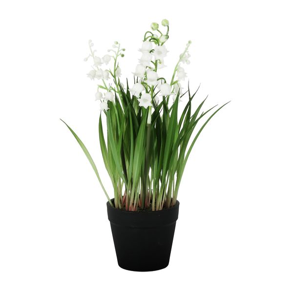 Lily of the Valley Potted  - 25cm