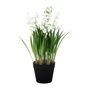 Lily of the Valley Potted  - 25cm