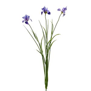 Botanica Iris - lilac/White - 71cm