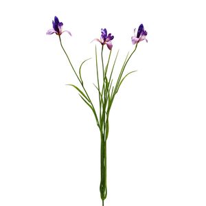 Botanica Iris - Purple/Orange - 71cm