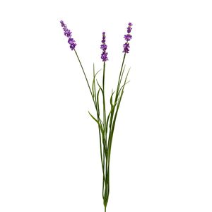 Botanica Lavender - Pink - 76cm