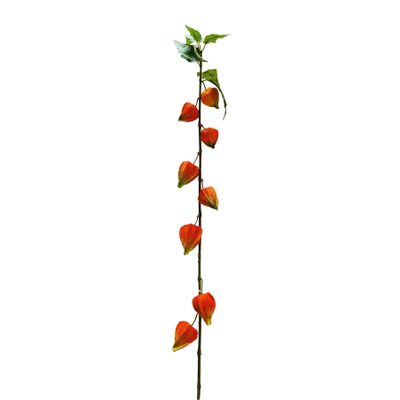 Botanica  Single Houzouki - Orange - 91cm