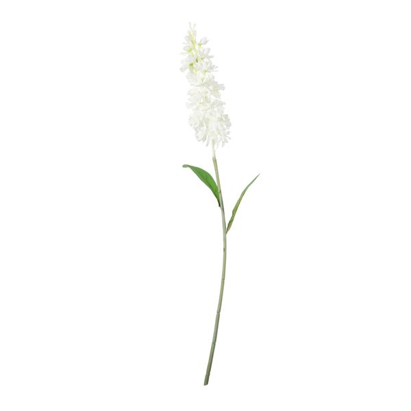 Garden Stock Flower- White