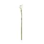 Botanica Calla Lily Small - White - 60cm
