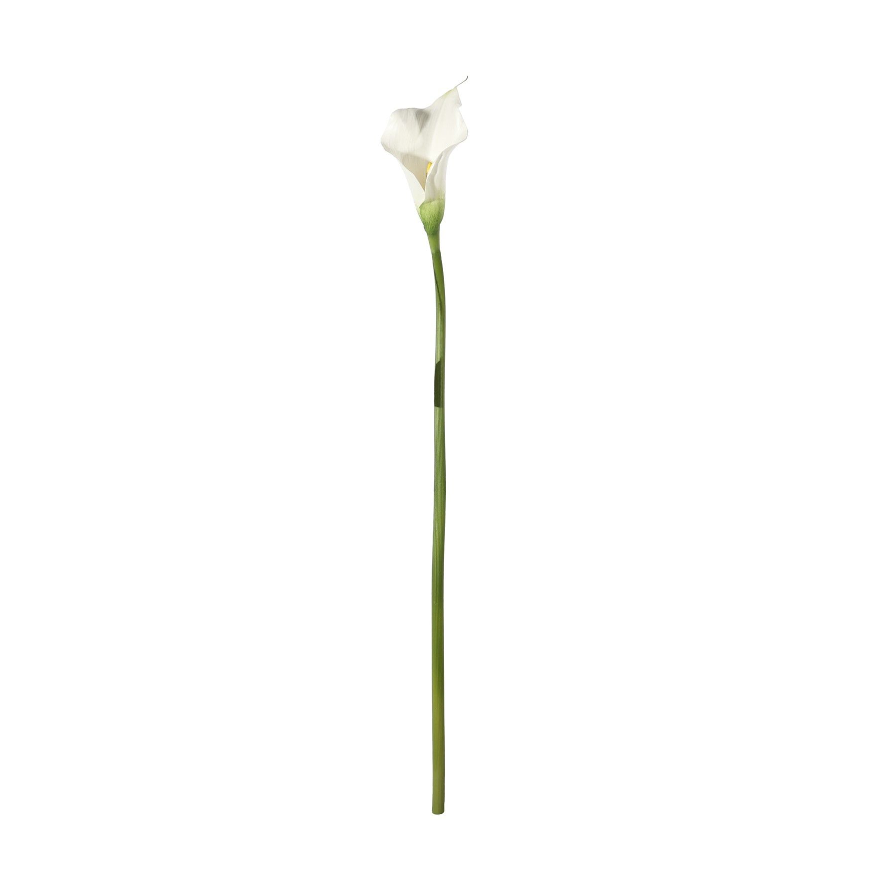 Botanica Calla Lily Small - White - 60cm