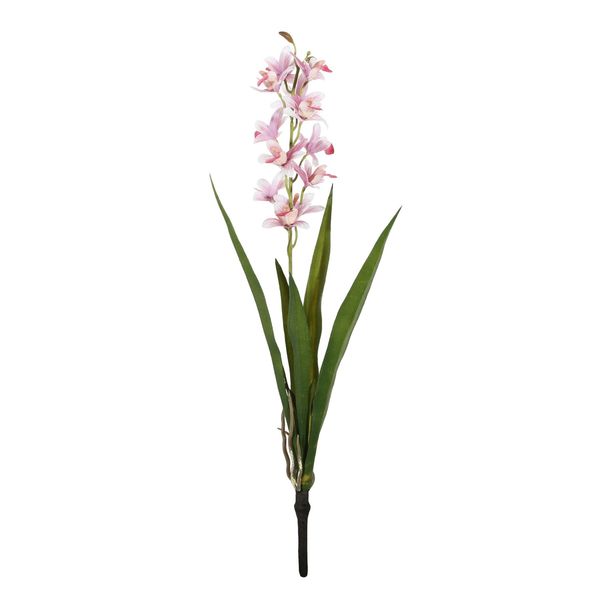 Botanica - Mini Cymbidium Plant - Pink - 45cm