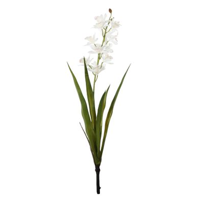 Botanica - Mini Cymbidium Plant - White - 45cm