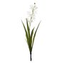 Botanica - Mini Cymbidium Plant - White - 45cm