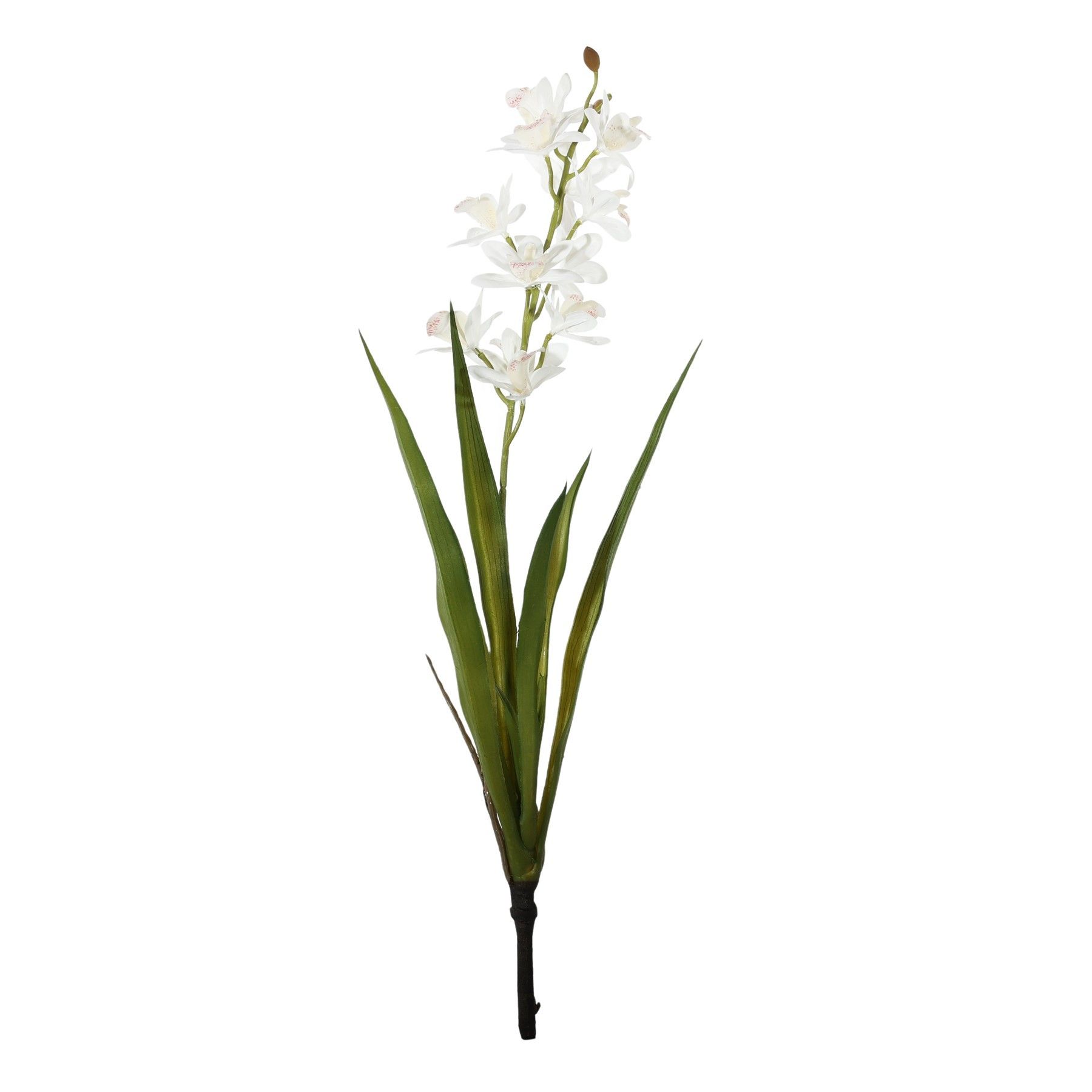 Botanica - Mini Cymbidium Plant - White - 45cm