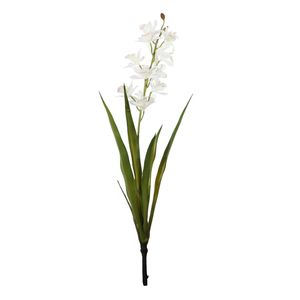 Botanica - Mini Cymbidium Plant - White - 45cm