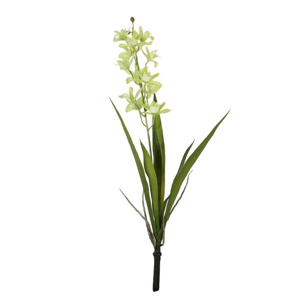 Botanica - Mini Cymbidium Plant - Green - 45cm