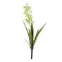 Botanica - Mini Cymbidium Plant - Green - 45cm