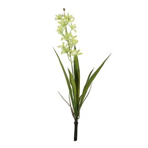 Botanica - Mini Cymbidium Plant - Green - 45cm