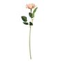 Essential  Rose - Peach
