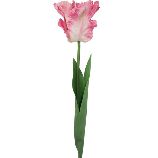 Parrot Tulip Two Tone Pink