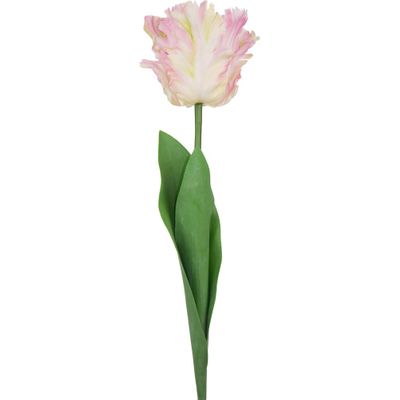 Parrot Tulip Light Pink/Green