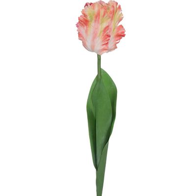 Parrot Tulip Coral