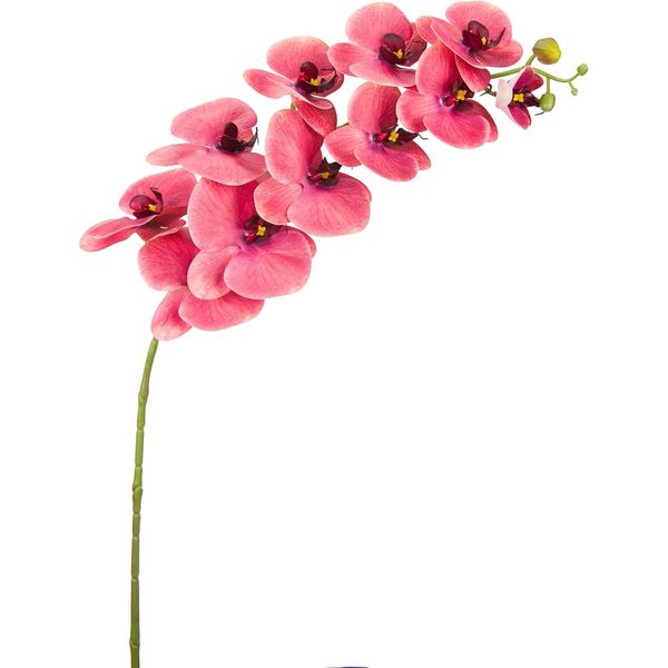 Pink Crushed Rasberry Phalaenopsis Orchid
