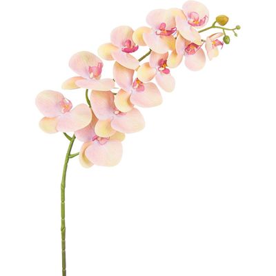 Pink Lemon Phalaenopsis Orchid