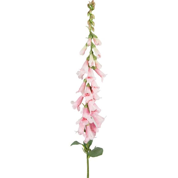 Foxglove (Wild) Light Pink