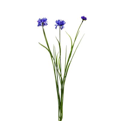 Botanica Cornflower - Purple - 69cm