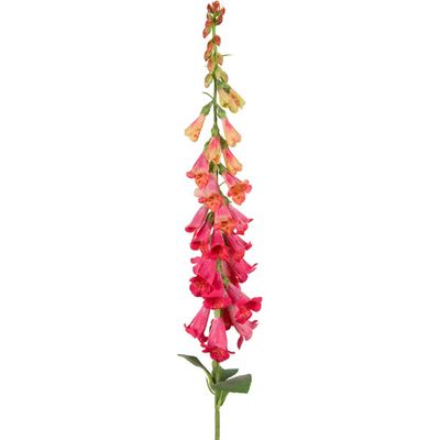 Foxglove (Wild) Dark Pink 