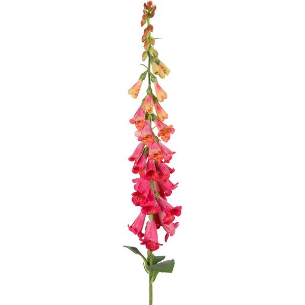 Foxglove (Wild) Dark Pink 