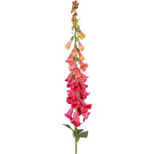 Foxglove (Wild) Dark Pink 