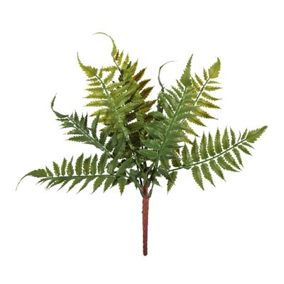 Essential Ladder Fern