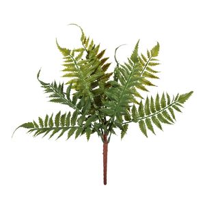 Essential Ladder Fern