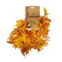 Essential Acer Palmatum Garland - Yellow