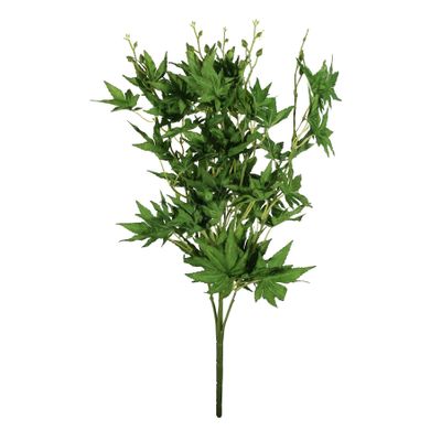 Essential Acer Palmatum Bush - Green