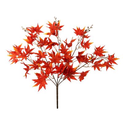 Essential Acer Palmatum Bush - Red