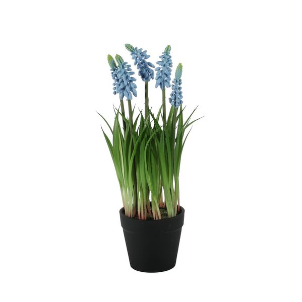 Muscari Potted - 25cm
