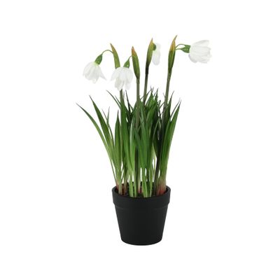 Snowdrop Potted - 25cm