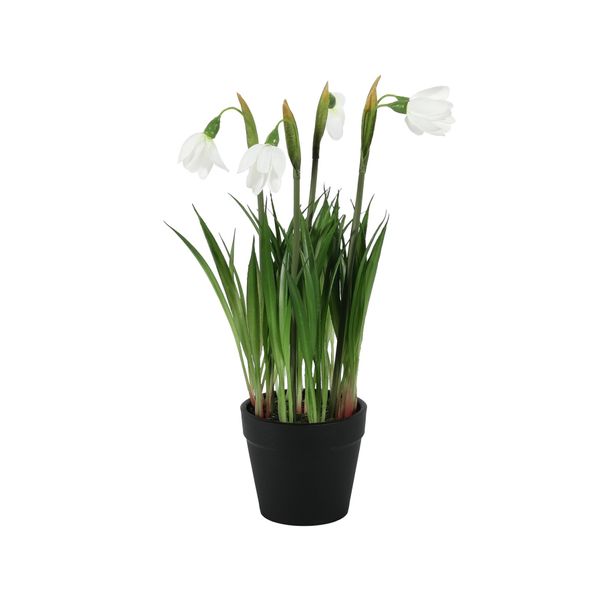 Snowdrop Potted - 25cm