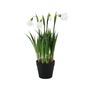 Snowdrop Potted - 25cm