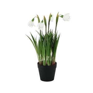Snowdrop Potted - 25cm