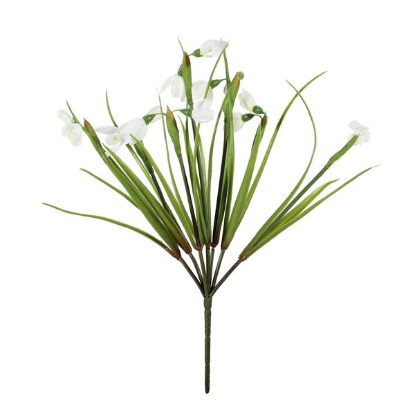 Snow Drop Bush - 33cm