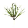 Snow Drop Bush - 33cm
