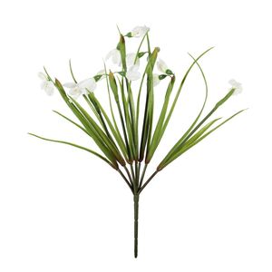 Snow Drop Bush - 33cm
