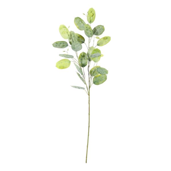 Honesty Stem - Green - 73cm
