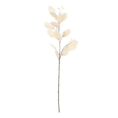 Honesty Stem - 73cm